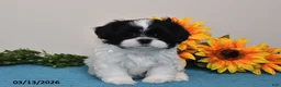 Shih Tzu dogs for sale: Rex - Ad 3