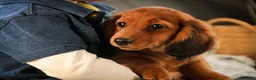 Miniature Dachshund dogs for sale: Tinsel - Ad 3