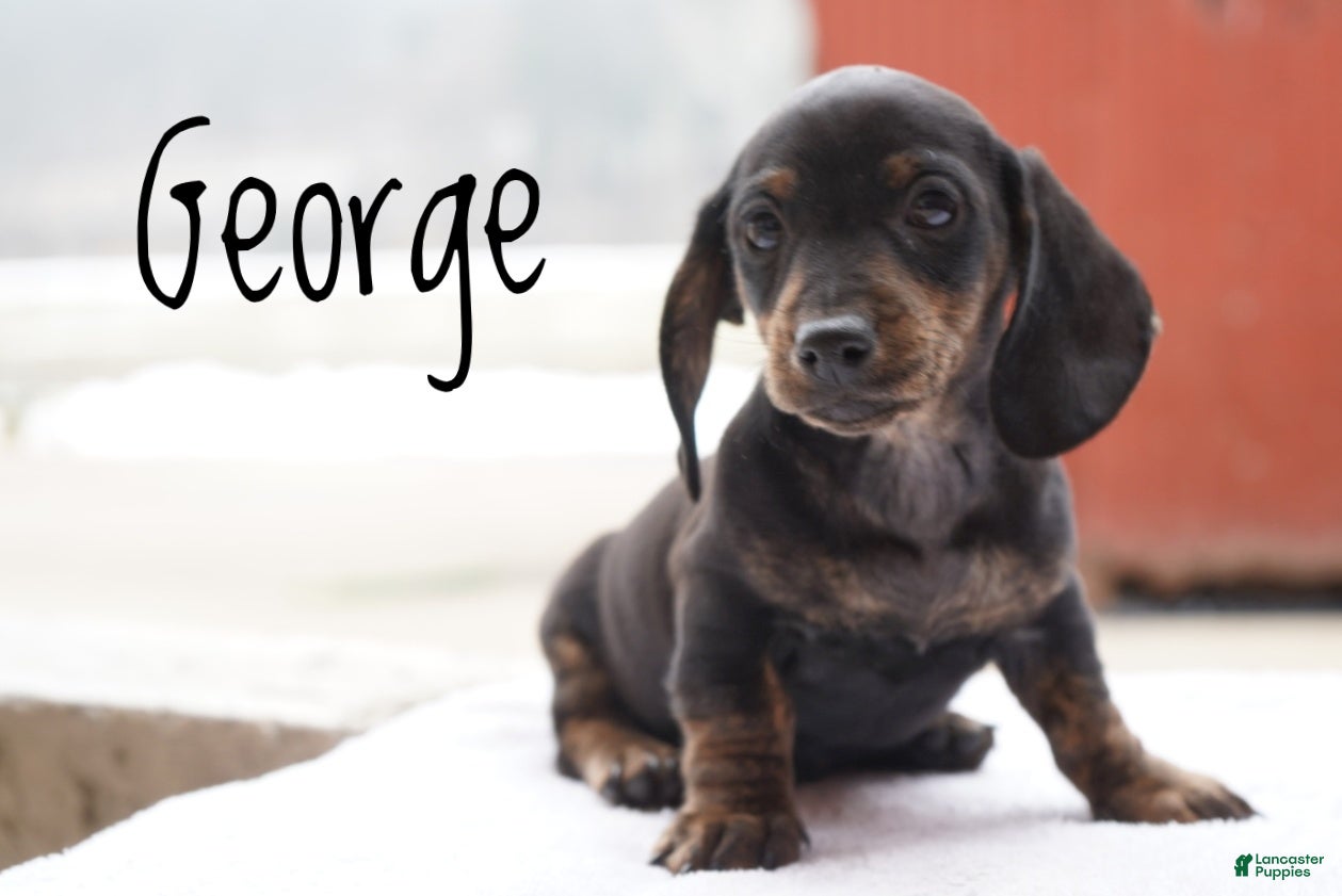 Dachshund dogs George  - Ad 1