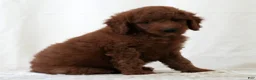 Mini Goldendoodle dogs for sale: Jackson - Ad 4