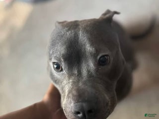 American Pit Bull Terrier dogs - Ad 15