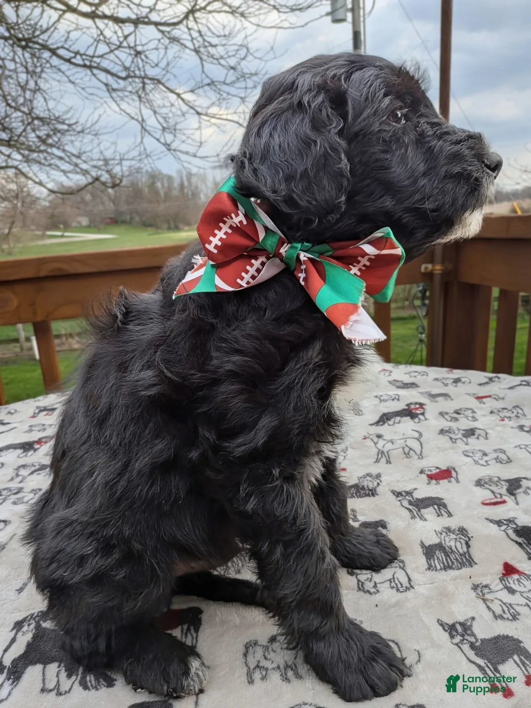 Bordoodle dogs for sale: Bordoodle Puppy 2 - Ad 1