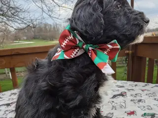 Bordoodle dogs Bordoodle Puppy 2 - Ad 5