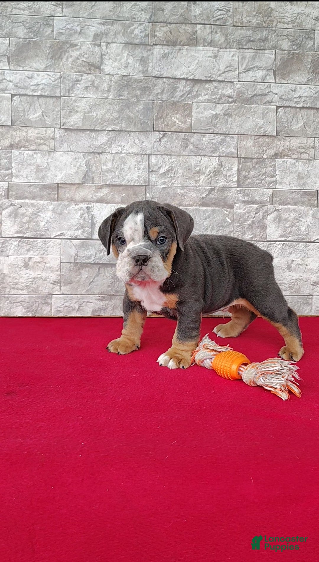 English Bulldog dogs Dallas - Ad 2