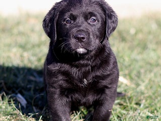 Mixed Breed dogs Lennox - Ad 29