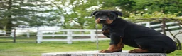 Doberman Pinscher dogs for sale: Molly - Ad 1