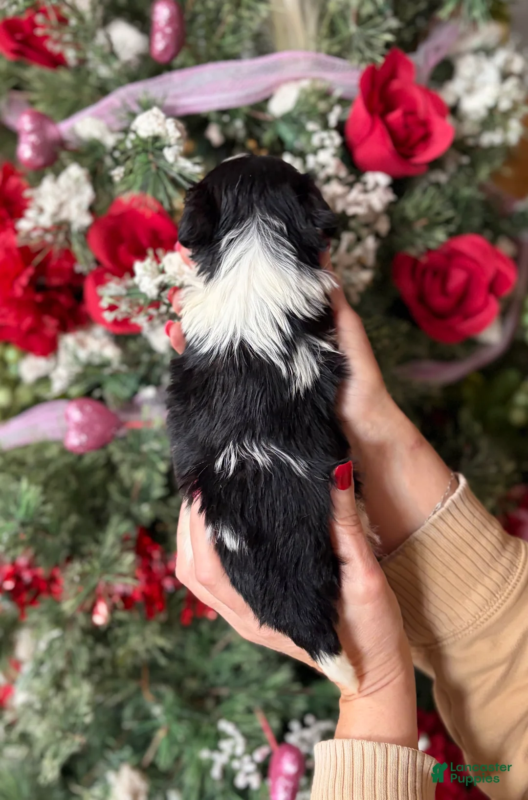 Malshi dogs for sale: Malshi Puppy 1 - Ad 3