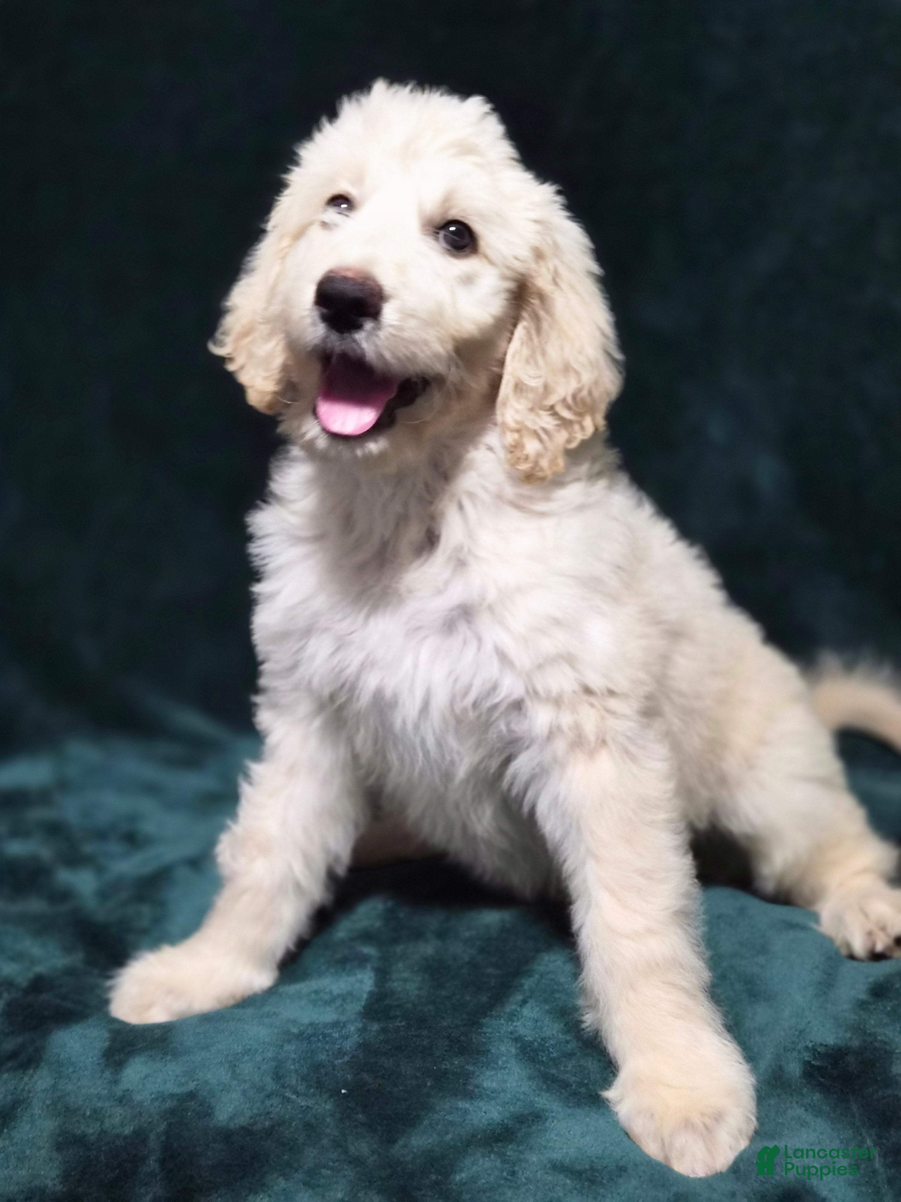 Goldendoodle dogs Bell - Ad 1