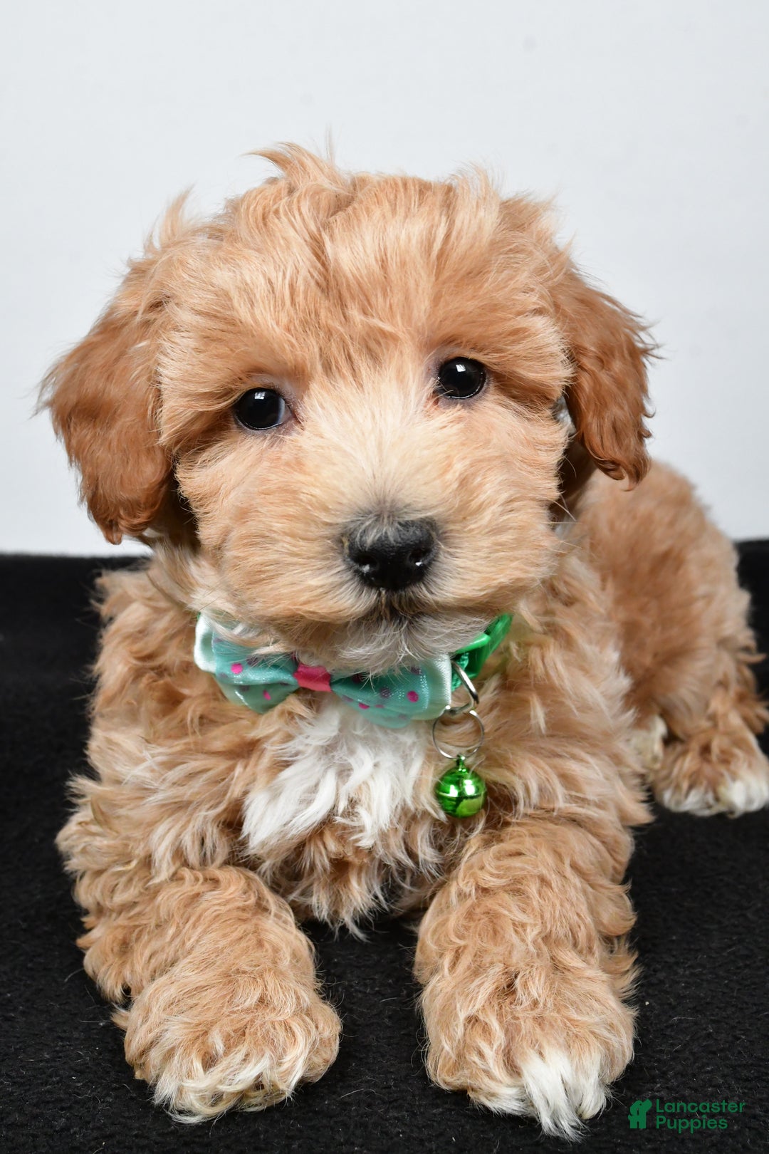 Maltipoo dogs for sale: Skipper - Ad 4