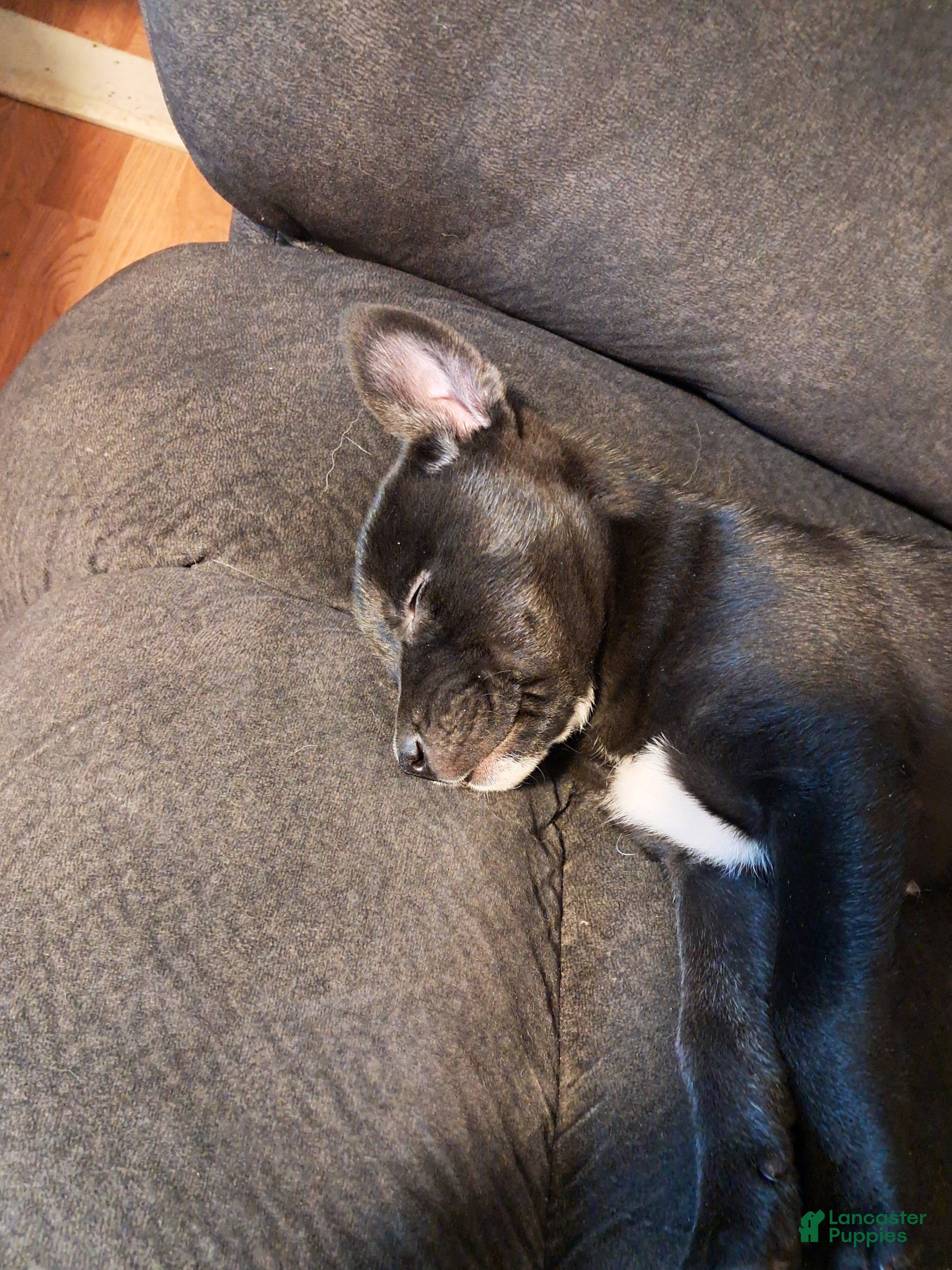 Mixed Breed dogs Lab/Husky Breed Puppies 1-3 - Ad 2