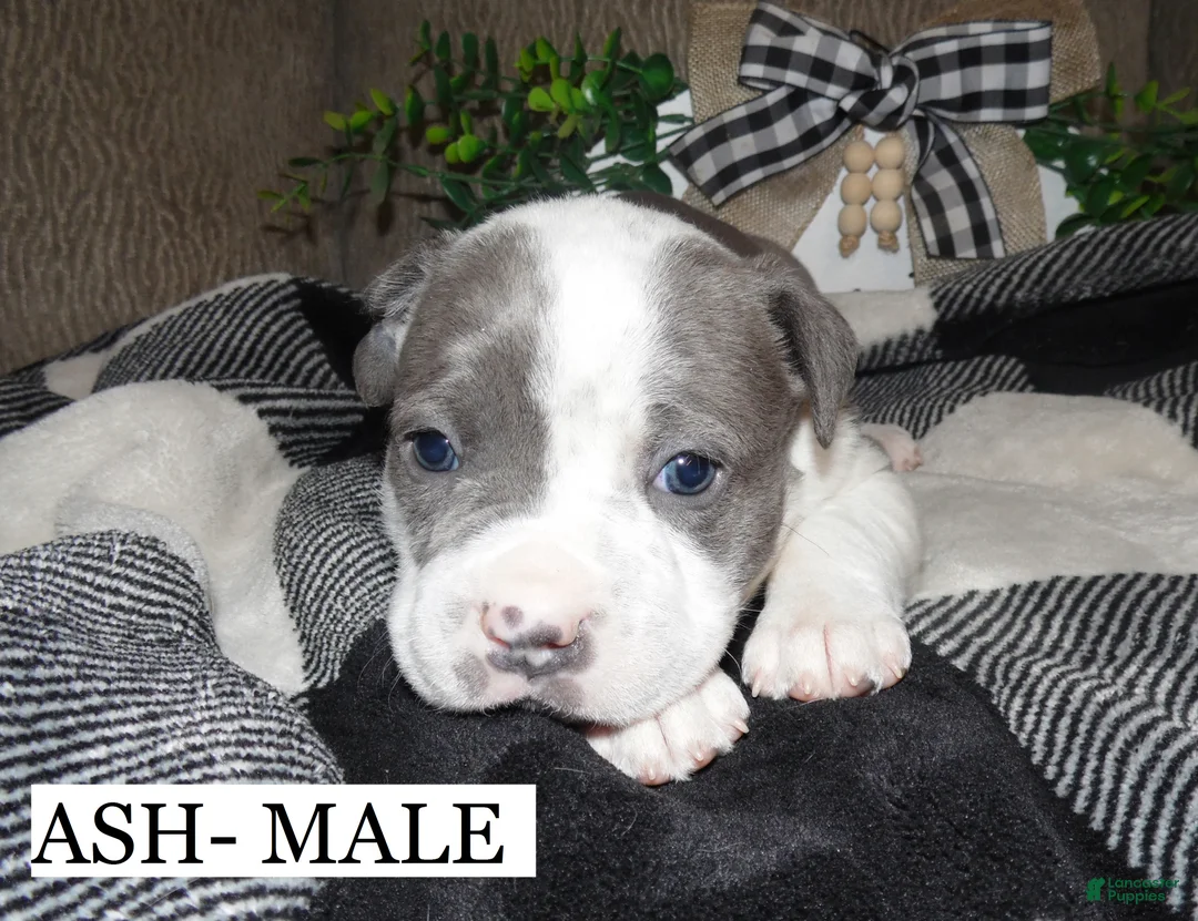 American Pit Bull Terrier dogs for sale: ASH - Ad 1