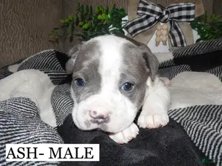American Pit Bull Terrier dogs ASH - Ad 36