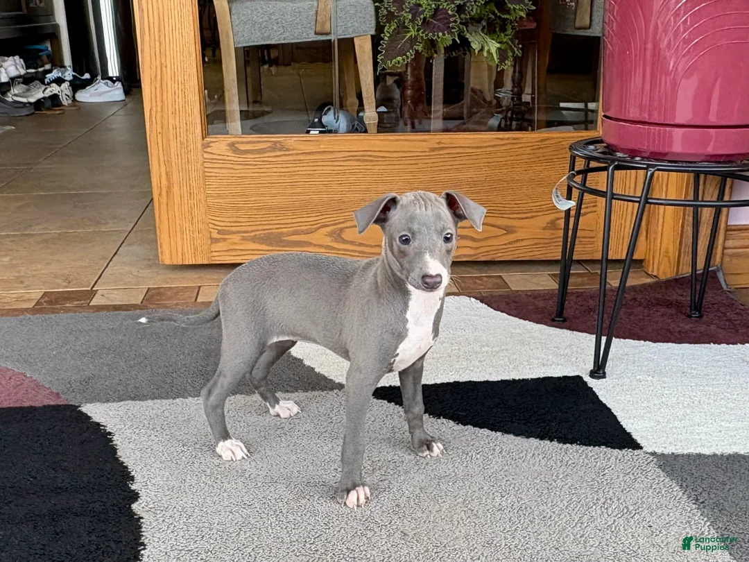 Italian Greyhound dogs for sale: Sonya - Ad 2