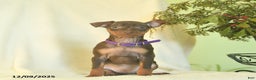 Miniature Pinscher dogs for sale: Lisa  - Ad 1