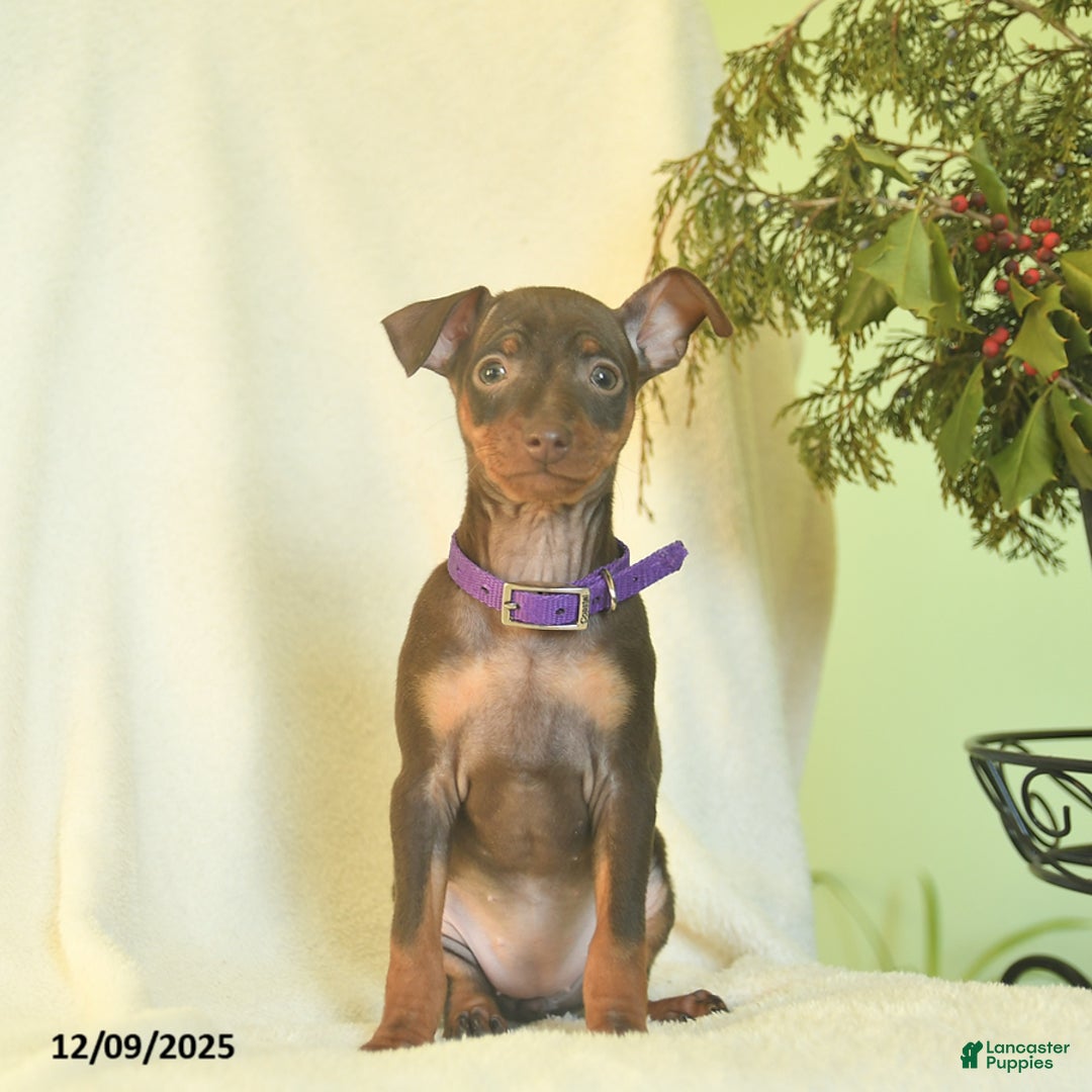 Miniature Pinscher dogs for sale: Lisa  - Ad 1
