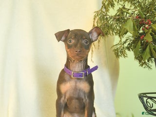 Miniature Pinscher dogs Lisa - Ad 2