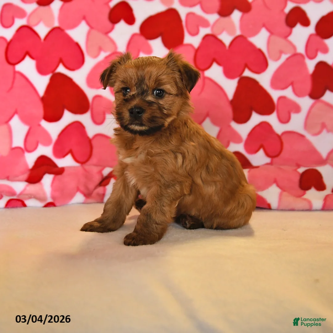 Yorkshire Terrier dogs for sale: Joy - Ad 1