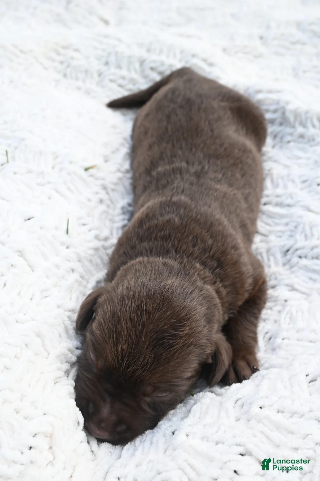 Labrador Retriever dogs for sale: Labrador Retriever 4 - Ad 1