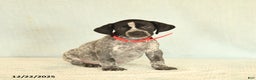 German Shorthaired Pointer dogs for sale: Tami - Ad 2