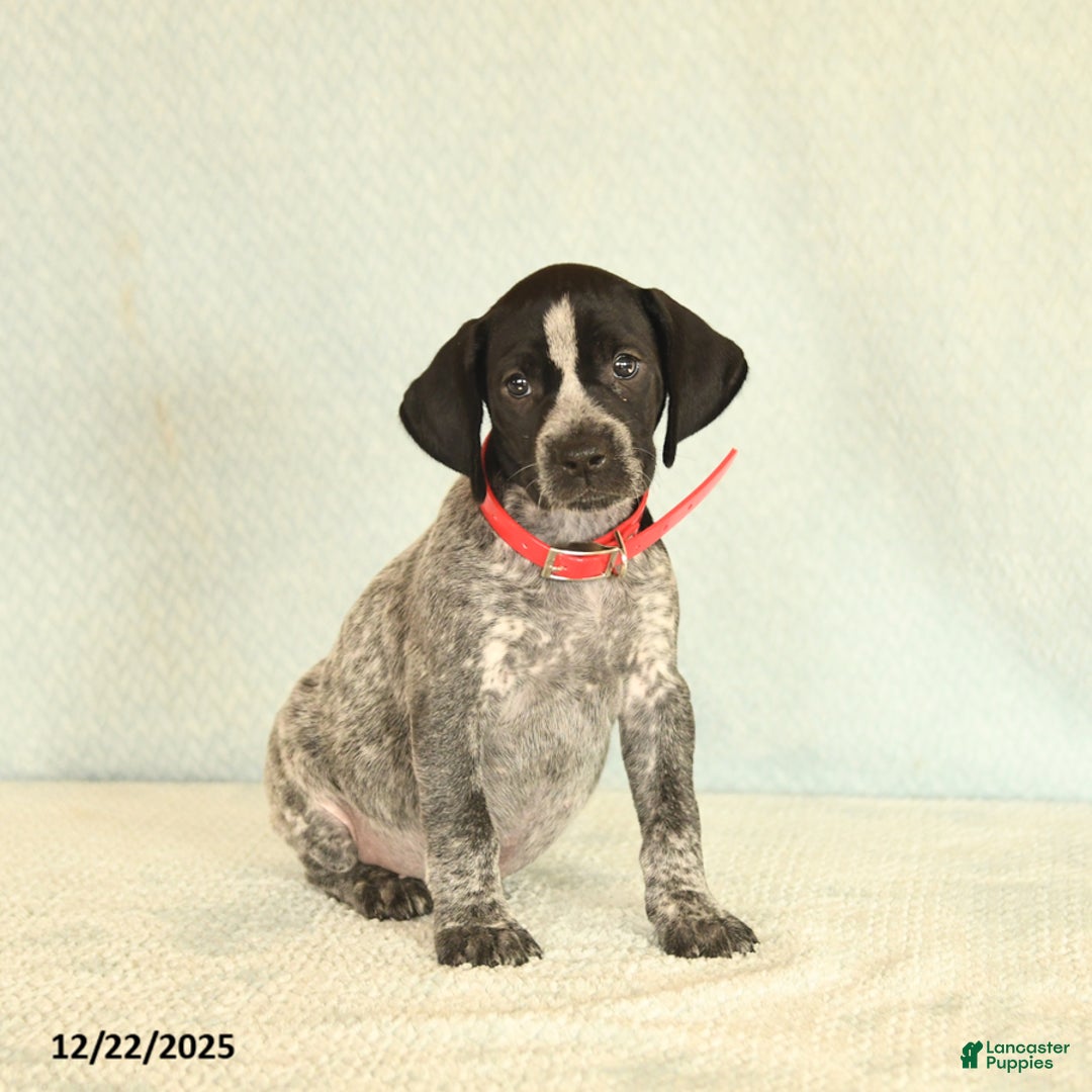 German Shorthaired Pointer dogs for sale: Tami - Ad 2