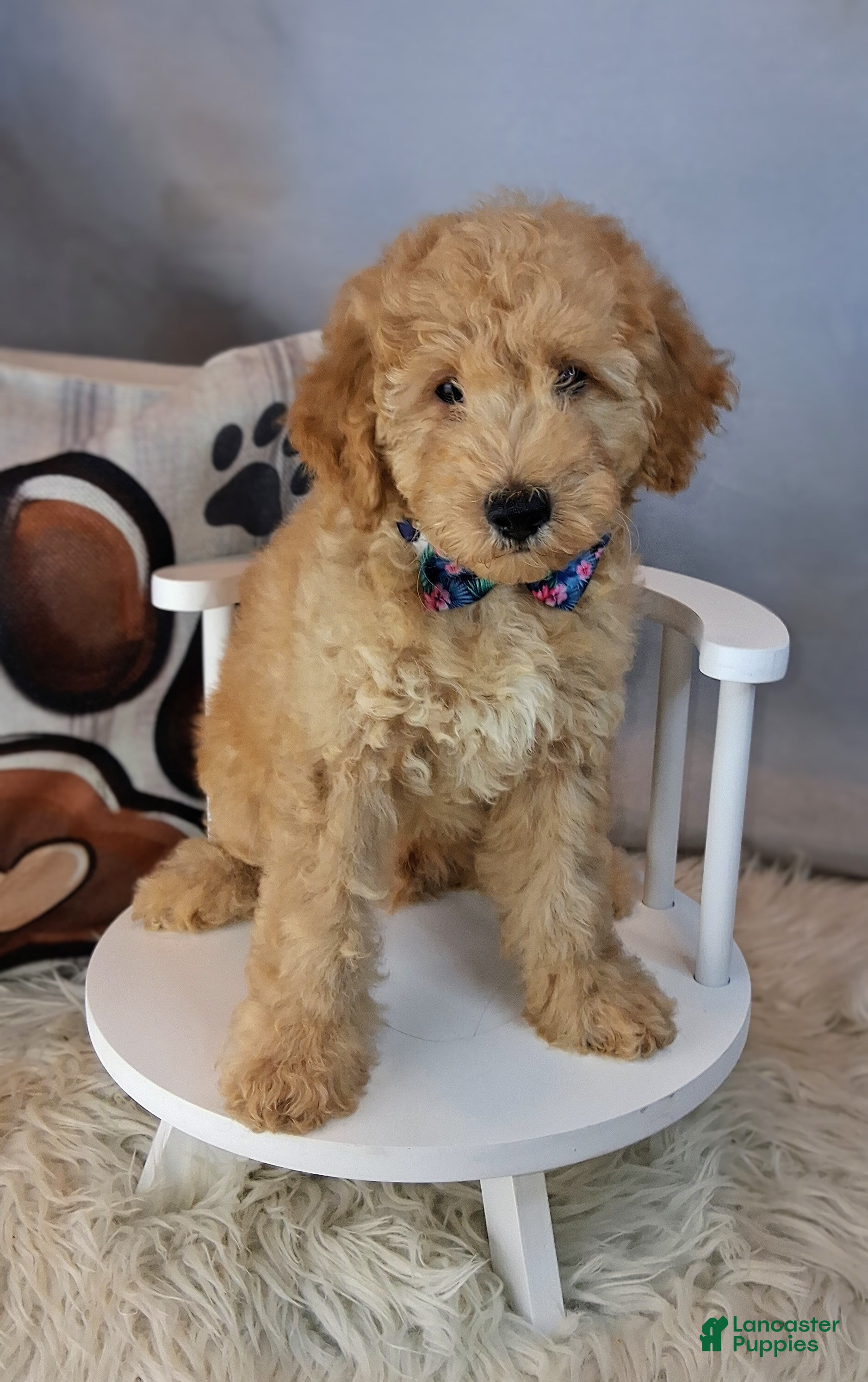Mixed Breed dogs Maynard💙Petite Golden Sheltidoodle  - Ad 2