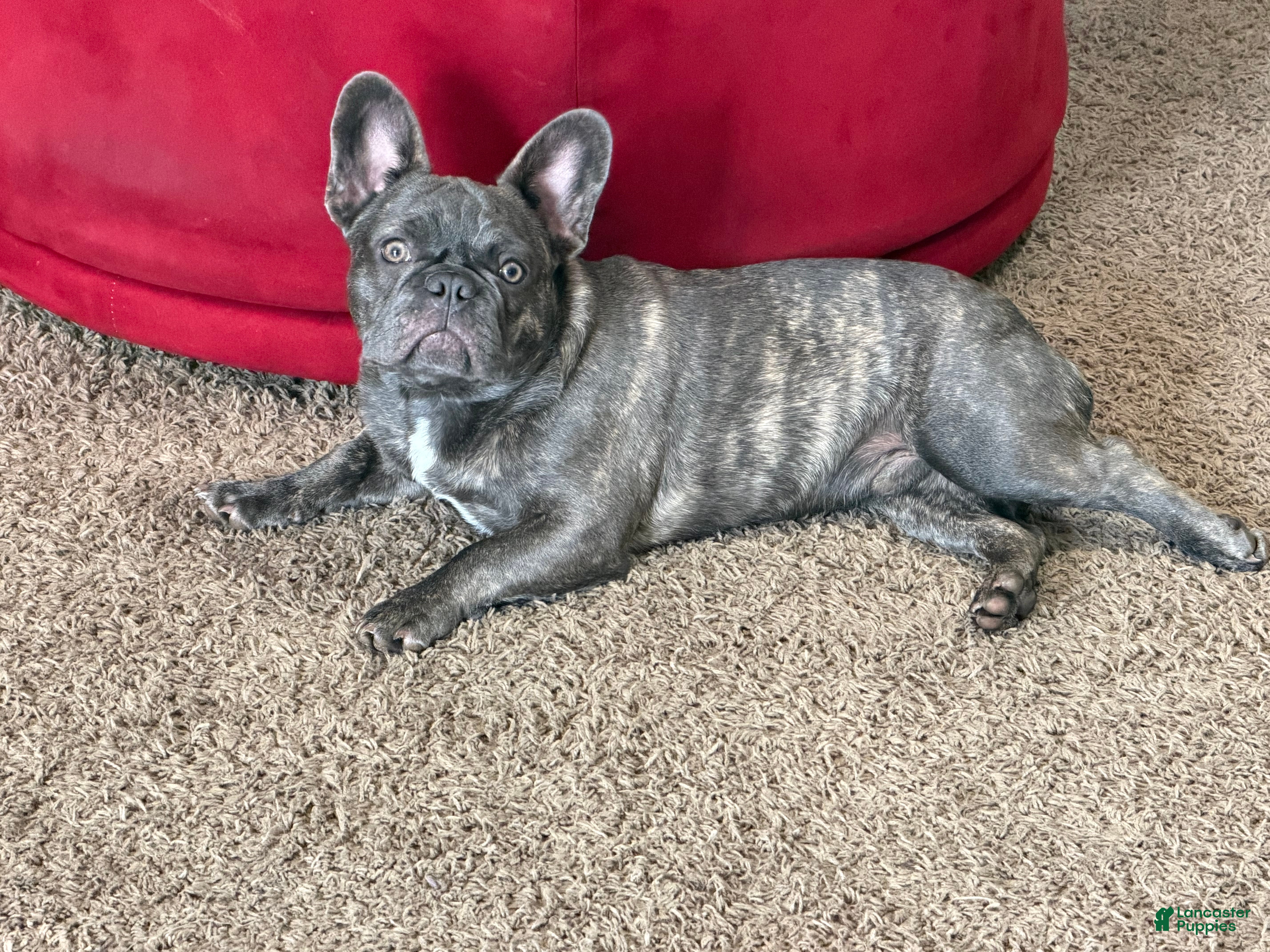 French Bulldog dogs Bullwinkle  - Ad 1