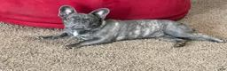 French Bulldog dogs for sale: Bullwinkle  - Ad 1
