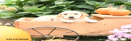 Labrador Retriever dogs for sale: Terry - Ad 3
