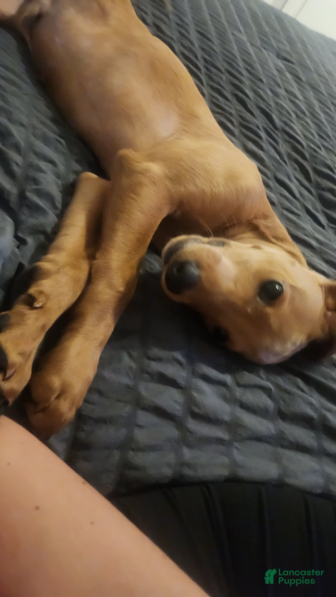 Mixed Breed dogs Cooper - Ad 13