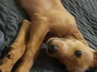 Mixed Breed dogs Cooper - Ad 13