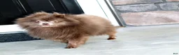 Pomeranian dogs for sale: Cassie - Ad 16