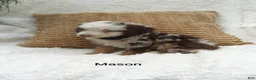 Mini Bernedoodle dogs for sale: Mason  - Ad 7