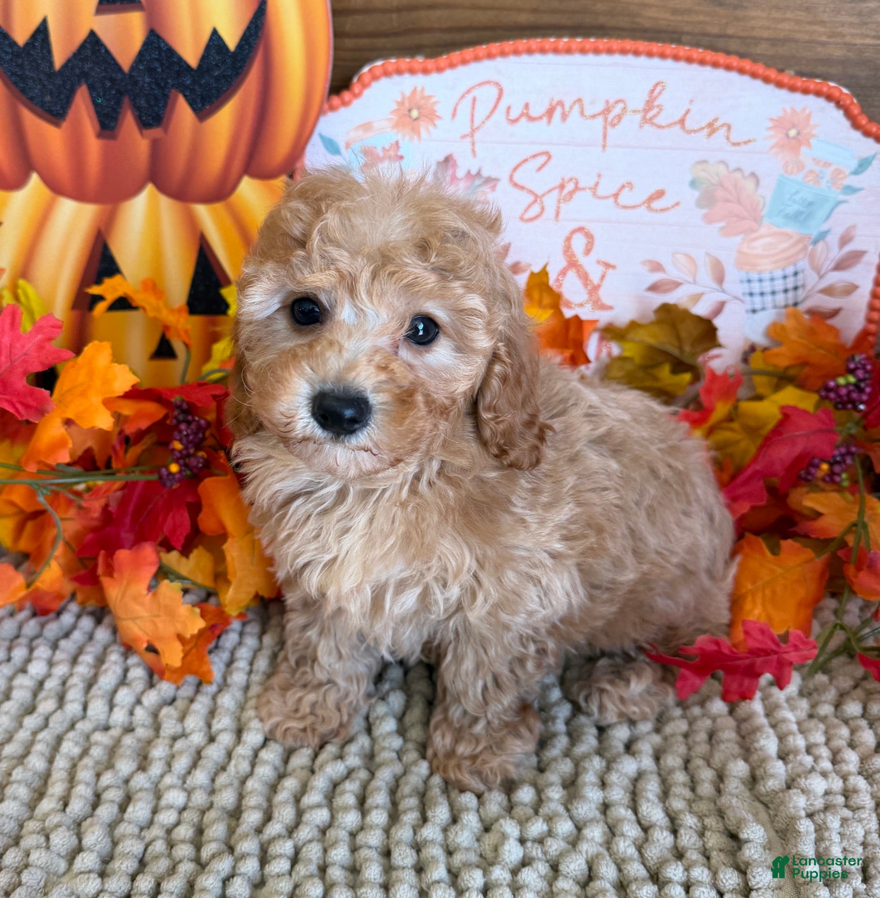 Honey (Cavapoo, Female) in SC