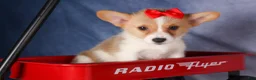 Welsh Corgi Pembroke dogs for sale: Conner  - Ad 16