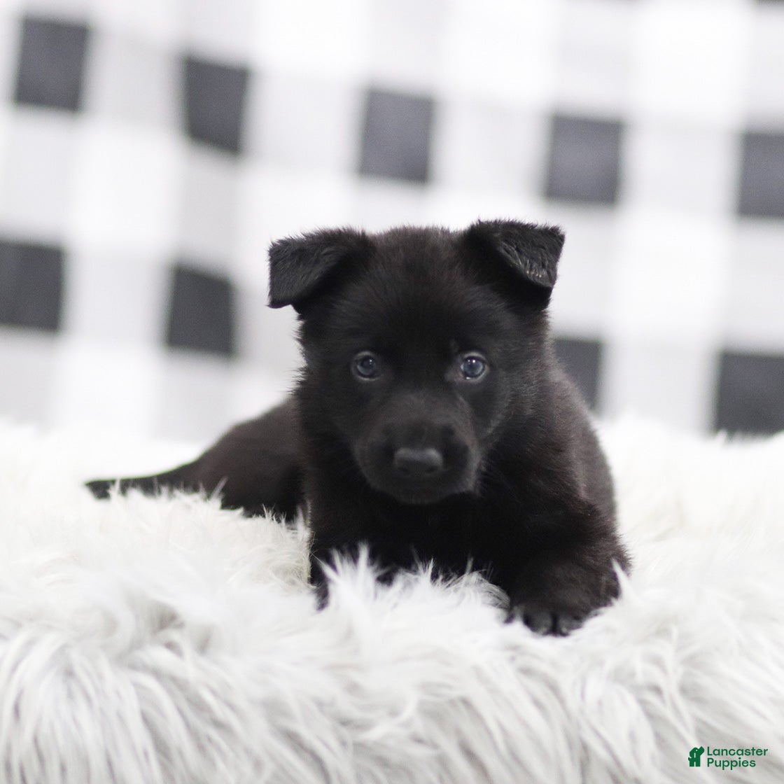 German Shepherd dogs Felix - Ad 19