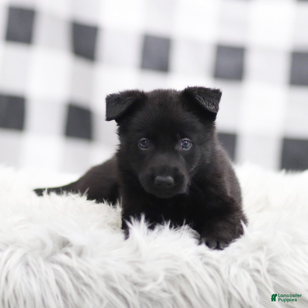 German Shepherd dogs for sale: Felix - Ad 1