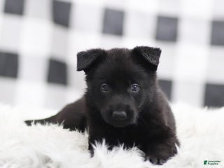 German Shepherd dogs Felix - Ad 8