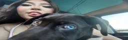 Labrador Retriever dogs for sale: Hazel - Ad 9