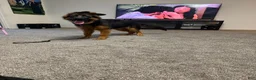 German Shepherd dogs for sale: German Shepherd 1 - Ad 2