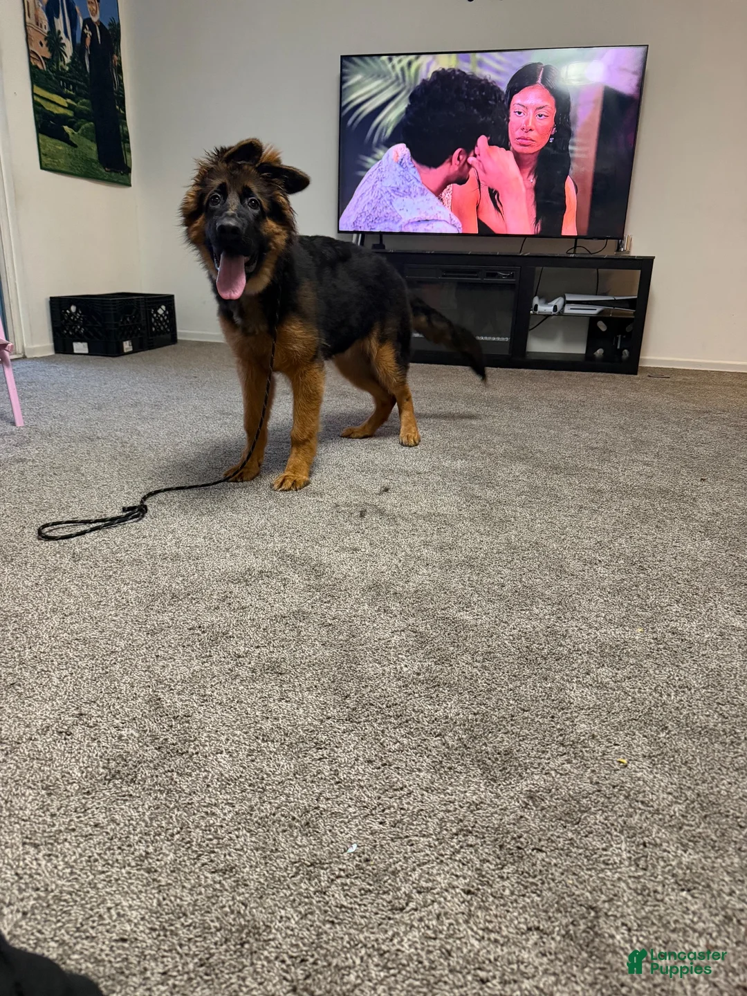 German Shepherd dogs for sale: German Shepherd 1 - Ad 2
