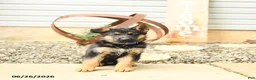 German Shepherd dogs for sale: Lyle - Ad 5