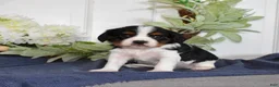 Cavalier King Charles Spaniel dogs for sale: Pretzel  - Ad 2