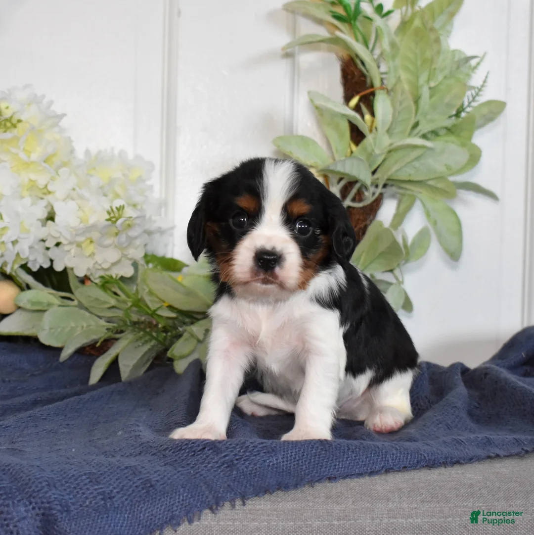 Cavalier King Charles Spaniel dogs for sale: Pretzel  - Ad 2