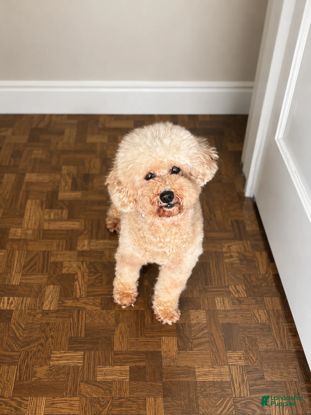 Miniature Poodle dogs for sale: Hazel - Ad 1