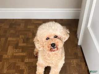 Miniature Poodle dogs Hazel - Ad 30