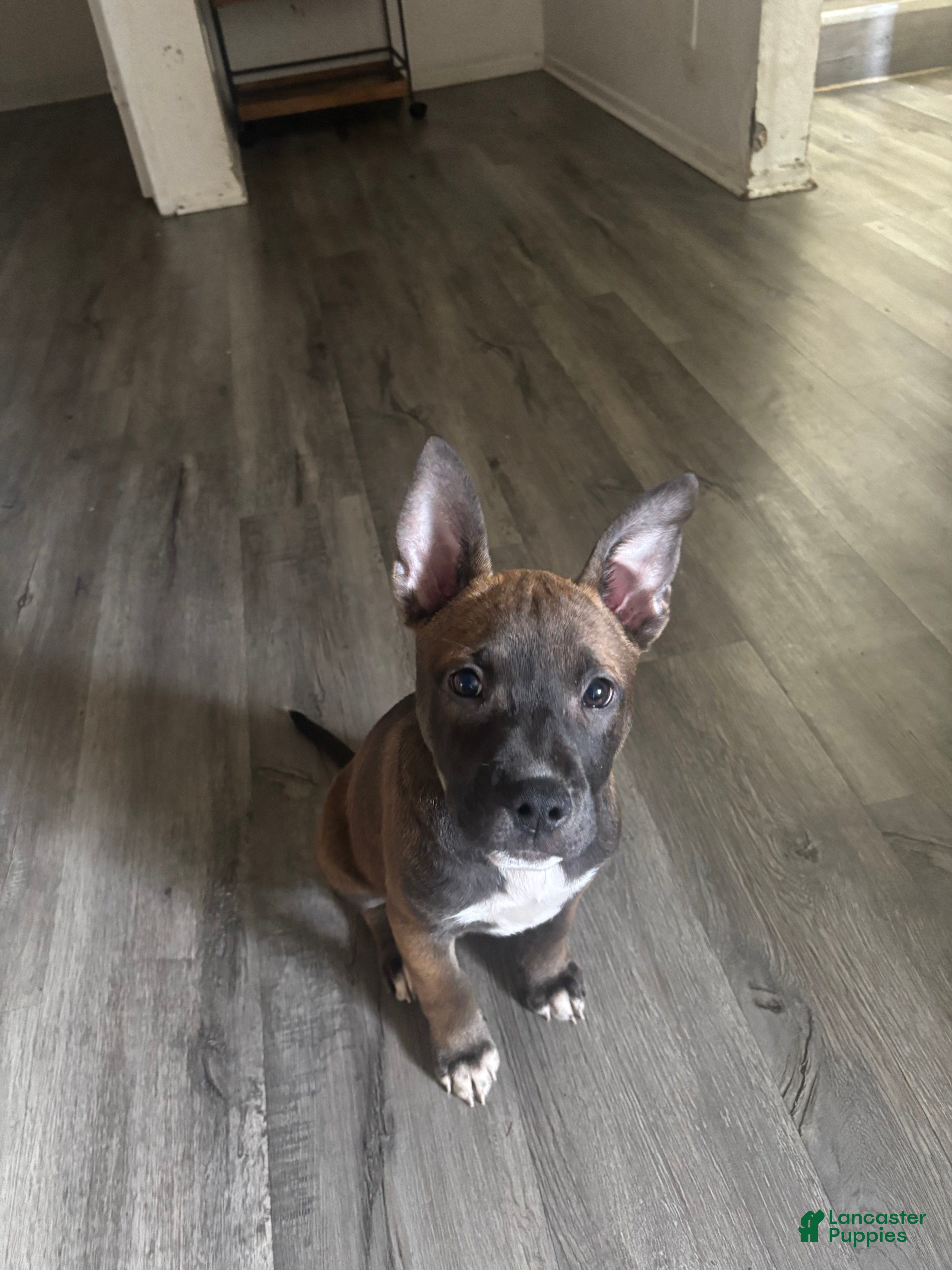 Mixed Breed dogs Mixed Breed Puppy 1 - Ad 25