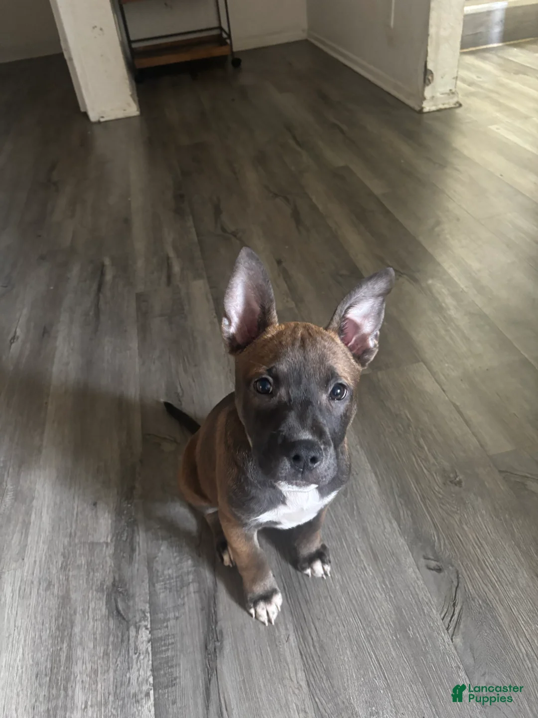 Mixed Breed dogs for sale: Mixed Breed Puppy 1 - Ad 1
