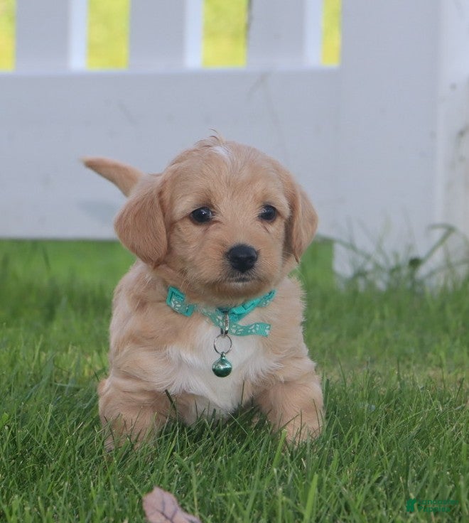 Miniature Labradoodle dogs for sale: Chipper - Ad 2