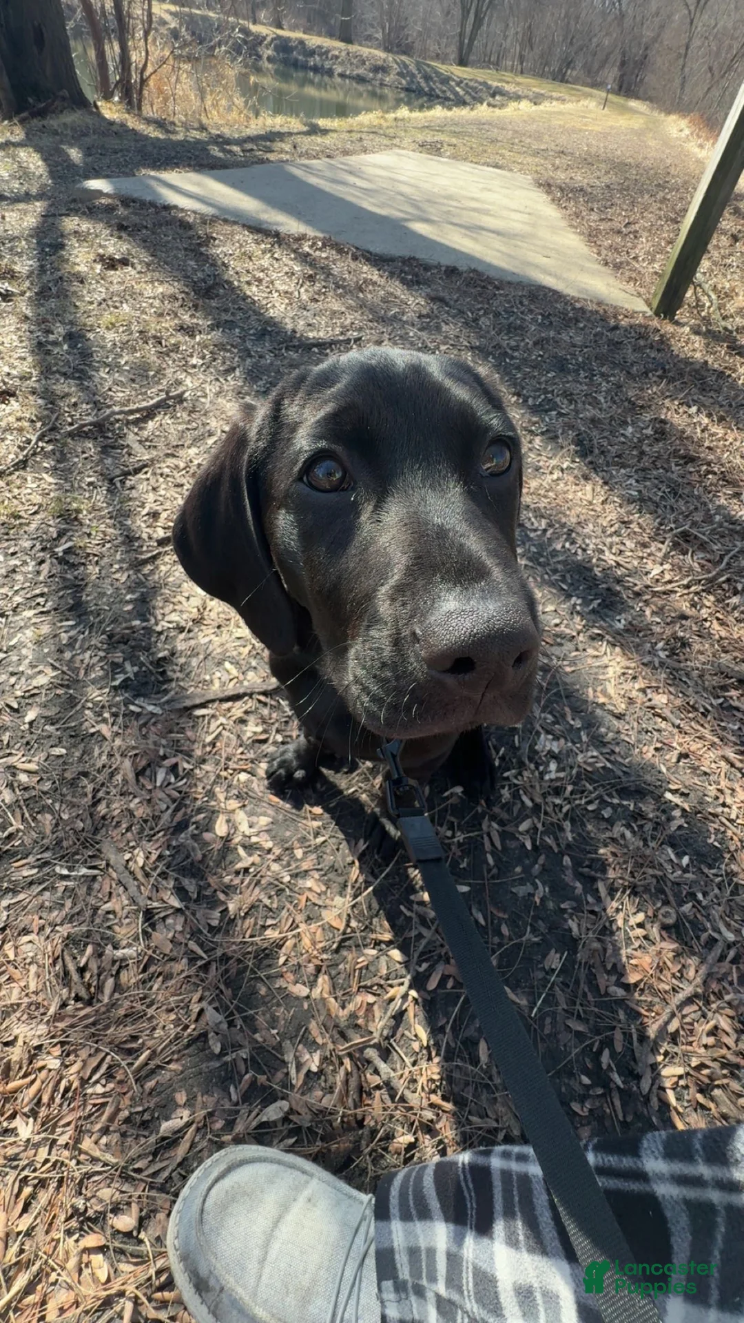 Mixed Breed dogs for sale: Mixed Breed Puppy 1 - Ad 10