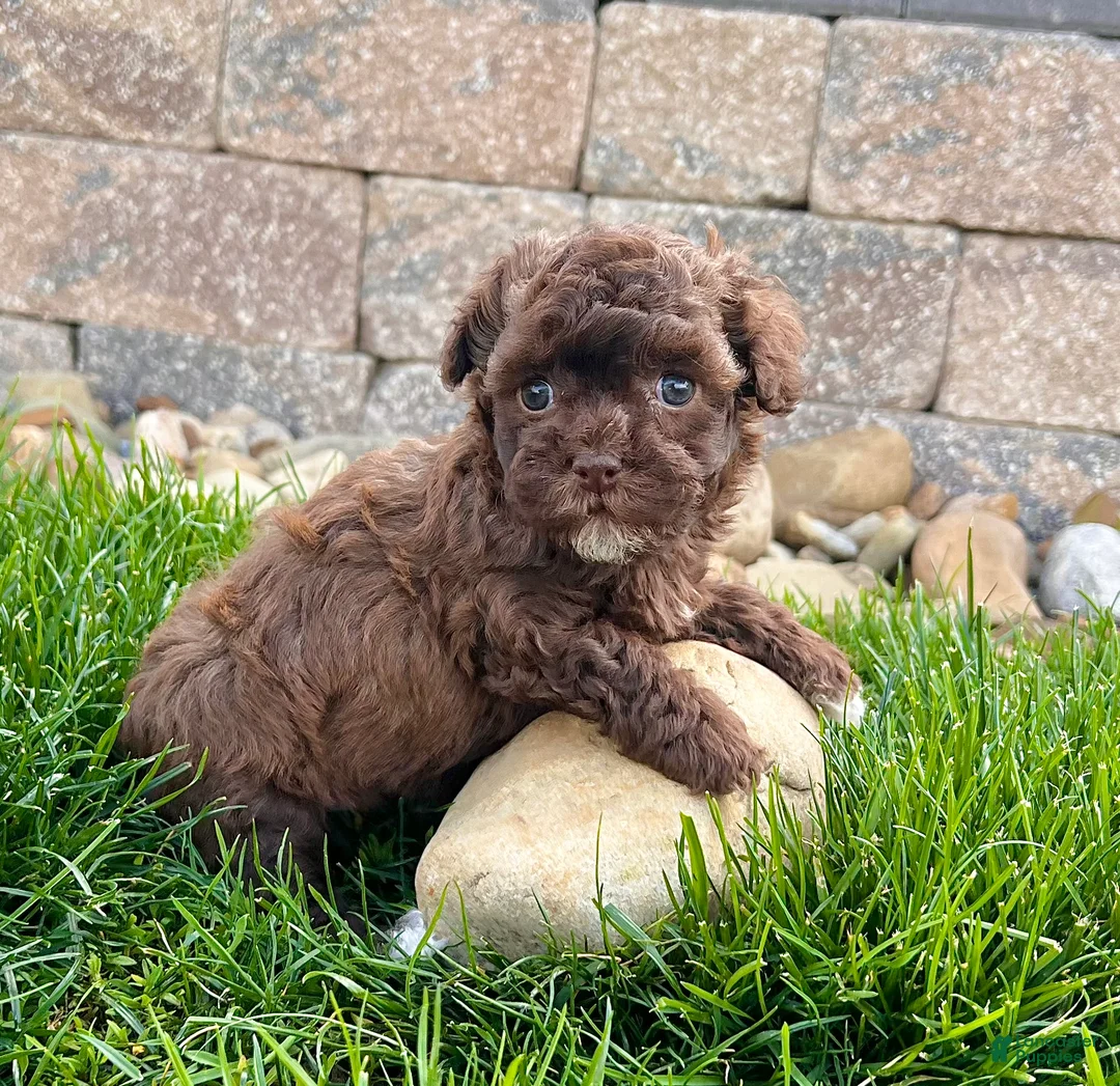 Havapoo dogs for sale: Monica - Ad 1